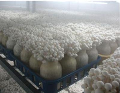 賀州噴霧加濕設備廠與南寧正雄攜手 科技賦能食用菌研發新篇章