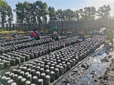廣開食源耘天下--探尋&ldquo;大食物觀&rdquo;在基層的生動實踐