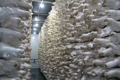 豐縣農(nóng)業(yè)新模式 食用菌研發(fā)引鳳來巢，安徽固鎮(zhèn)縣代表團考察取經(jīng)