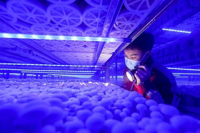成都青白江 看企業如何發力“新質生產力” 食用菌研發