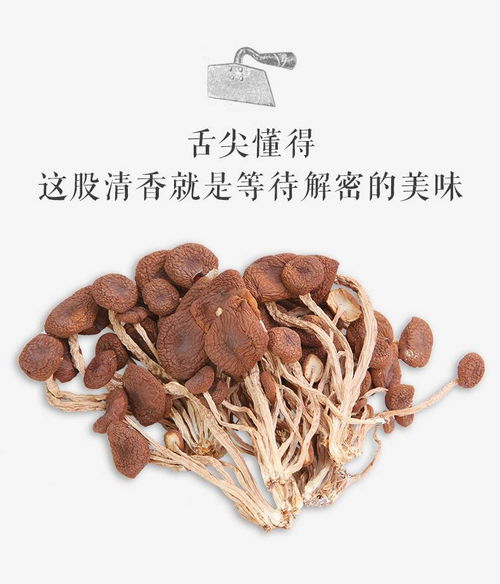 不開傘的新鮮秘密 探秘農家茶樹菇干貨的匠心與風味